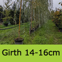 Mature Golden Weeping Willow Salix Sepulcratis Chrysocoma / Alba Tristis/ Babylonica Aurea standard form 14-16cm girth